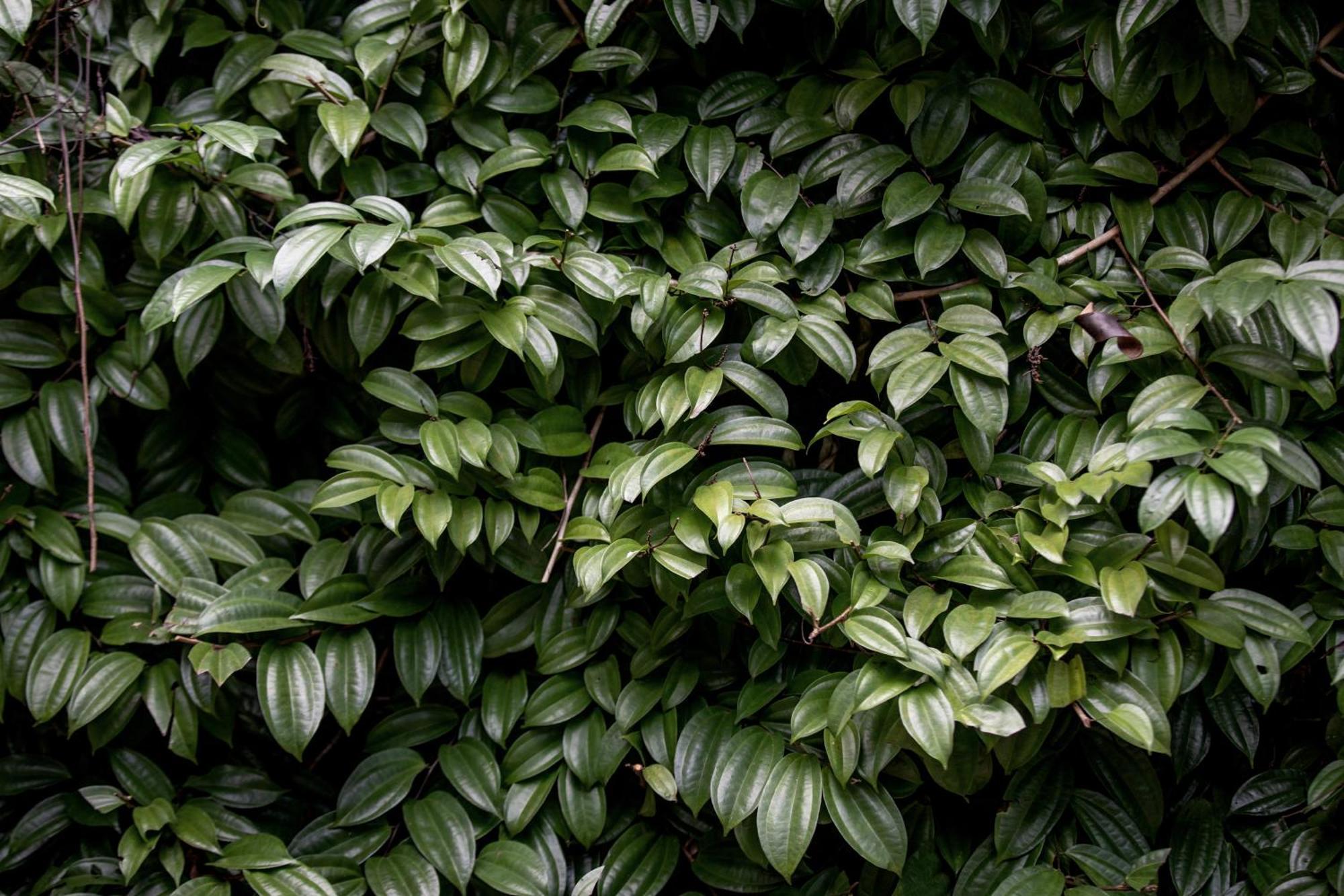 Greenwood Edge Kandy Esterno foto